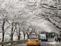 安養川の桜スナップ🌸📷リピートしたくなる春の癒し空間