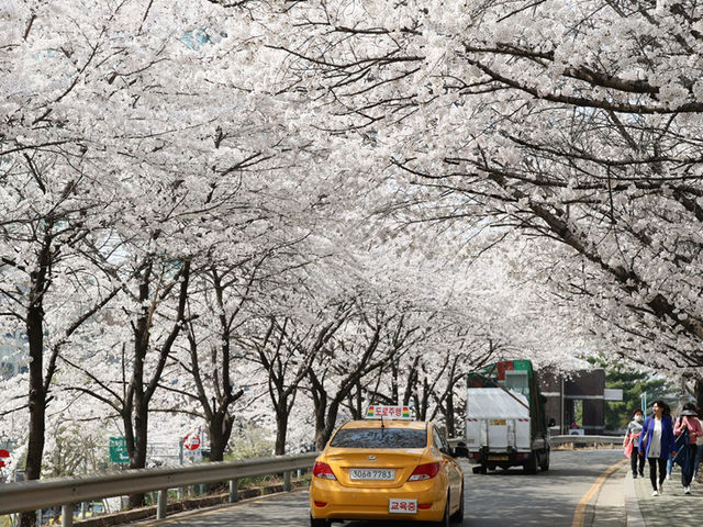 安養川の桜スナップ🌸📷リピートしたくなる春の癒し空間