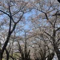 【岩手】この季節に見たい絶景🌸2025