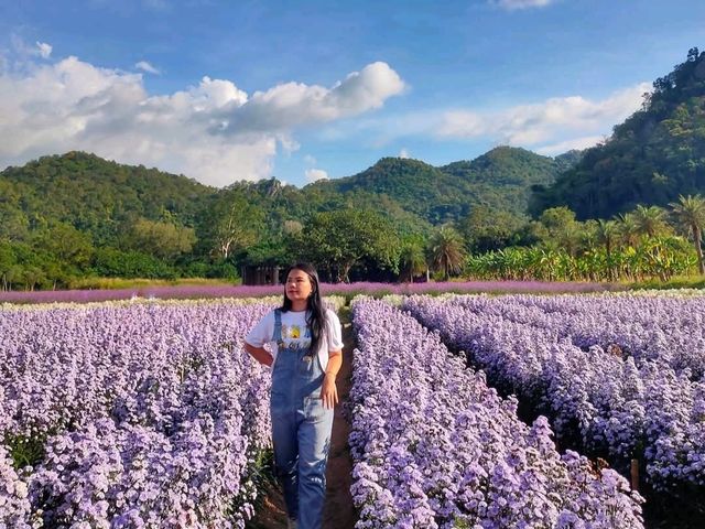 Hokkaido Flower Park Khaoyai