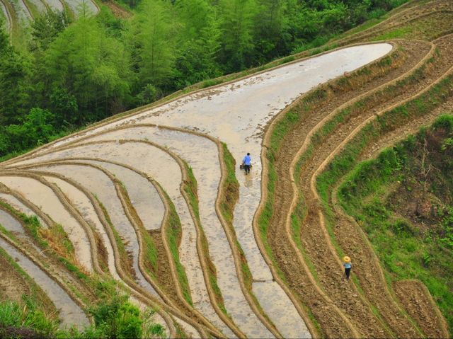 【中国おすすめスポット🇨🇳】龙脊梯田（中国 广西壮族自治区） 