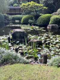 Mount Coottha Botanic garden 