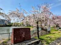 名古屋-平和公園，一萬步路線的賞櫻名所