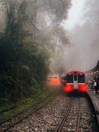 “Alishan Cherry Blossoms: A Mountain Wonderland in Full Bloom”