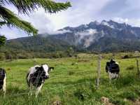 🐄 A Day at Ladang Tenusu Desa Cattle: Cows, Chaos & Cheese! 🧀