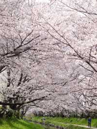 Motoarakawa River Cherry Blossoms– Saitama’s 4KM Floral Promenade