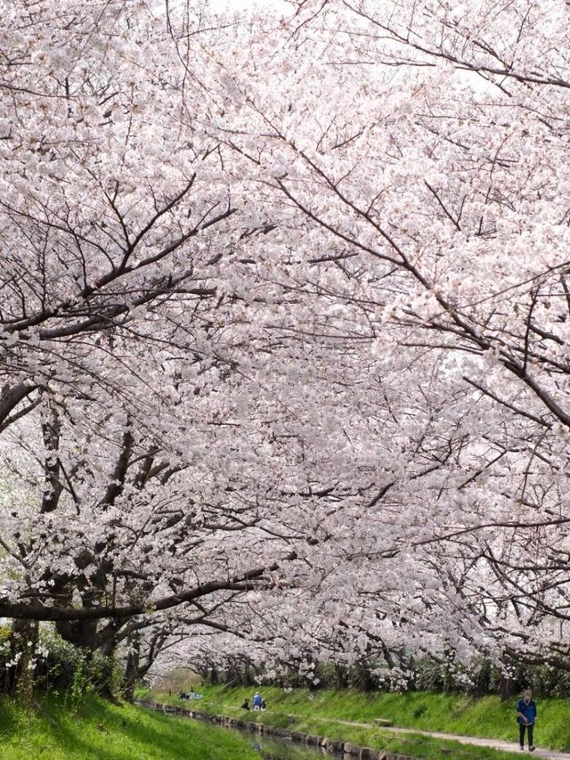 Motoarakawa River Cherry Blossoms– Saitama’s 4KM Floral Promenade