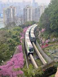 “Blossoms Above the Yangtze: Springtime Splendor in Chongqing”