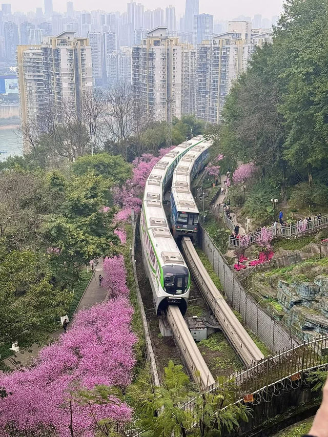 “Blossoms Above the Yangtze: Springtime Splendor in Chongqing”