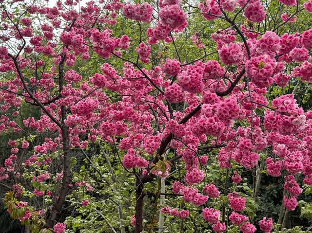 “Spring Serenity: Cherry Blossoms in the Heart of Kunming’s Temples”