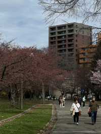 Cherry Blossom in the Breeze: A Nakajima Spring Story