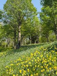 Pinnacle Land: A Tulip Heaven