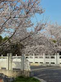 Cherry Blossom Wonderland in Nanjing: The Hidden Gem of Yoshino Sakura" 🌸