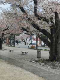 Towada Sakura – A Blooming Tunnel in Northern Japan