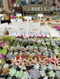 深圳｜💐我想停留在這花花世界裏不回家🌸