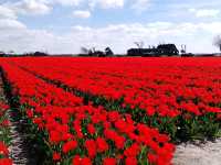 Cycling around scenic Zijpe flower fields mid April