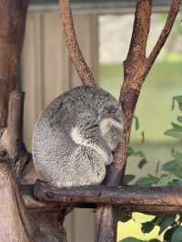 The cuddly koalas in Perth