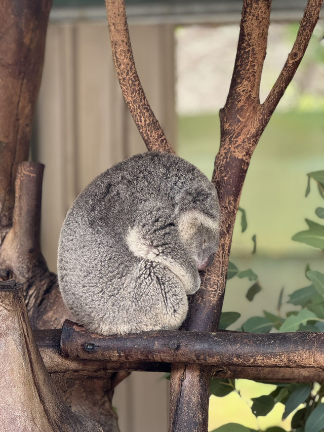 The cuddly koalas in Perth