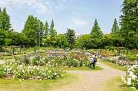 🌸 Utsubo Park: Osaka’s Chic Secret Sakura Spot! 🌸