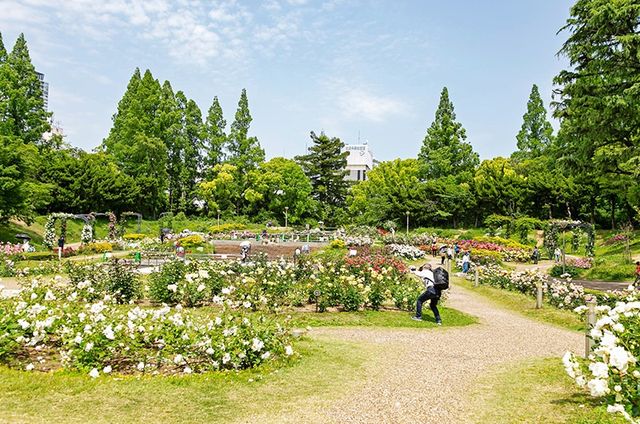 🌸 Utsubo Park: Osaka’s Chic Secret Sakura Spot! 🌸