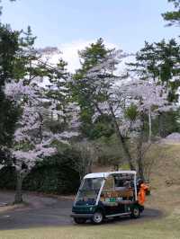 來日本 選對季節 處處是櫻花