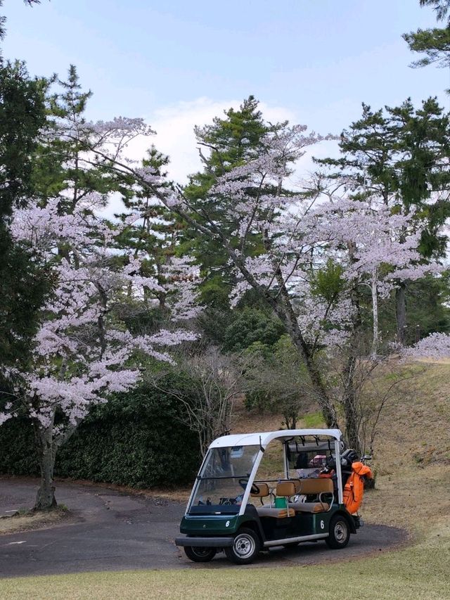 來日本 選對季節 處處是櫻花
