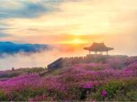 Ngắm Hoa Đỗ Quyên