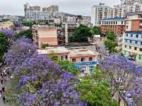 “Spring’s Eternal Kiss: Cherry Blossoms of Kunming”
