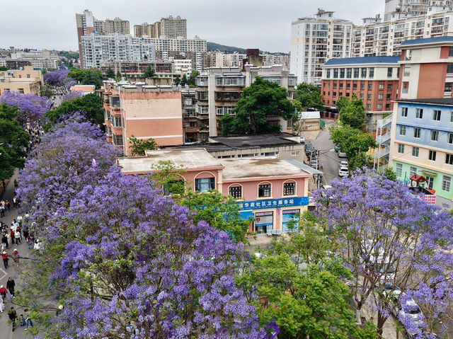 “Spring’s Eternal Kiss: Cherry Blossoms of Kunming”