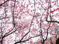 “Blossoms of Ambition: Springtime Serenity at Woosong University”