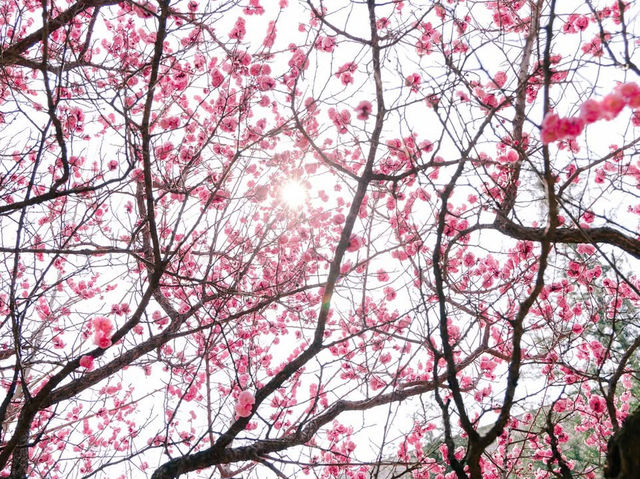 “Blossoms of Ambition: Springtime Serenity at Woosong University”