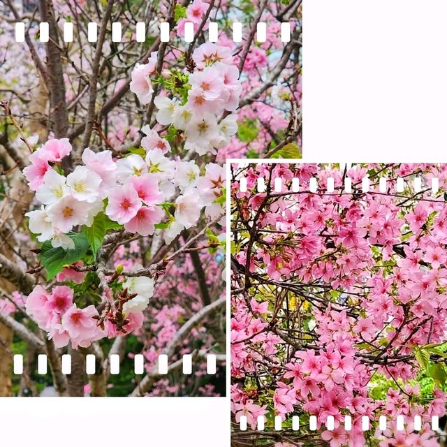 🌸香港城市中的櫻花🌸