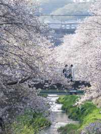 Tokyo Cherry Blossoms | This Spring's Hidden Gem: Inagi's Mizogawa Sakura Corridor