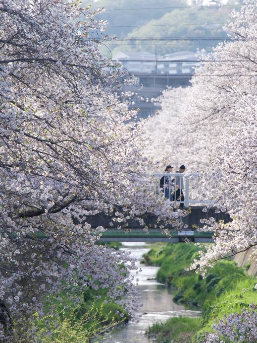 Tokyo Cherry Blossoms | This Spring's Hidden Gem: Inagi's Mizogawa Sakura Corridor