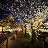 高瀨川夜櫻及名古屋西原咖啡廳果然名不虛傳