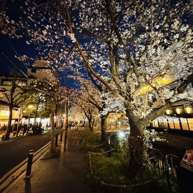 高瀨川夜櫻及名古屋西原咖啡廳果然名不虛傳