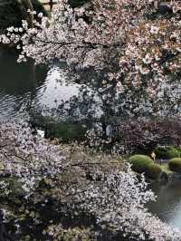 Where to Enjoy the Last Cherry Blossoms in Tokyo?