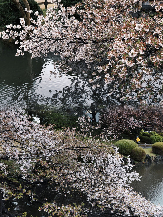 Where to Enjoy the Last Cherry Blossoms in Tokyo?