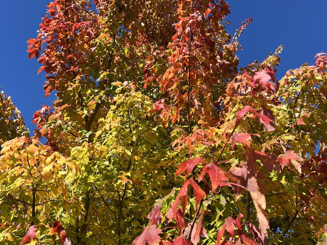 Adelaide 紅葉🍁秘景
