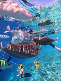 🇲🇻Maldives-Where dream becomes reality 