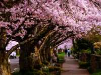 Capitol Hill seattle