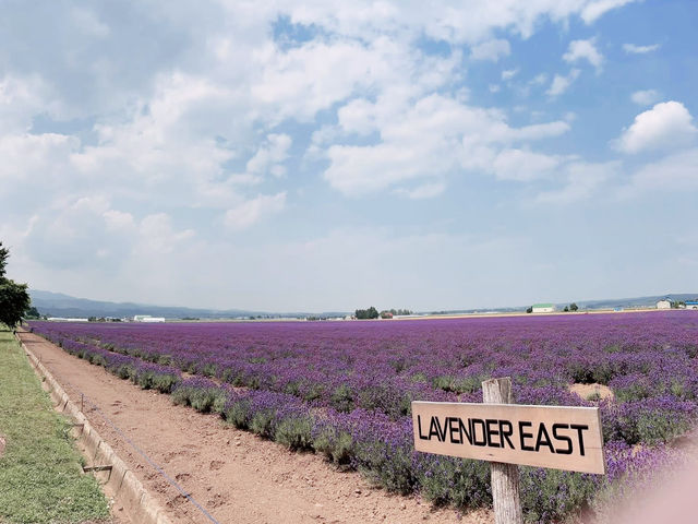 🌼 **Lavender Paradise: A Day Trip to Farm Tomita in Furano!** 🌿