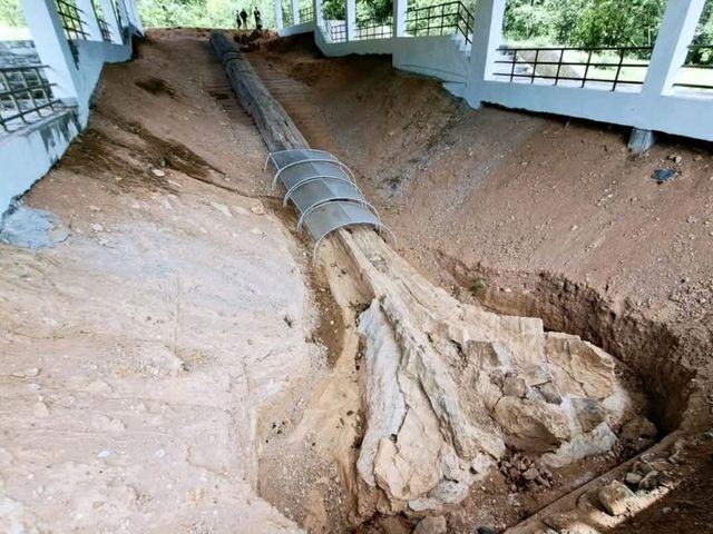 ฟอสซิลไม้กลายเป็นหินที่ใหญ่ที่สุดในเอเชีย