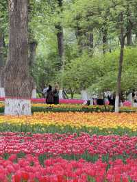 💐 Spring vibes in Xining? Pure romance~