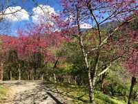 Mountains, Blossoms & Tranquility — Spring at Qin’ai Village