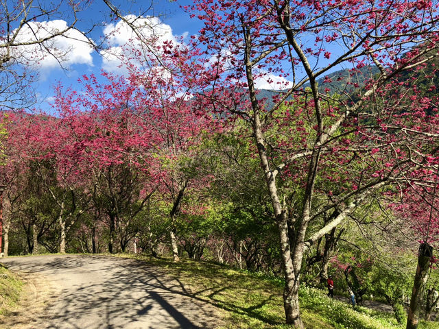 Mountains, Blossoms & Tranquility — Spring at Qin’ai Village
