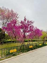 Pink Petals & Ancient Stones: Cherry Blossoms at Zhou Wangcheng Square