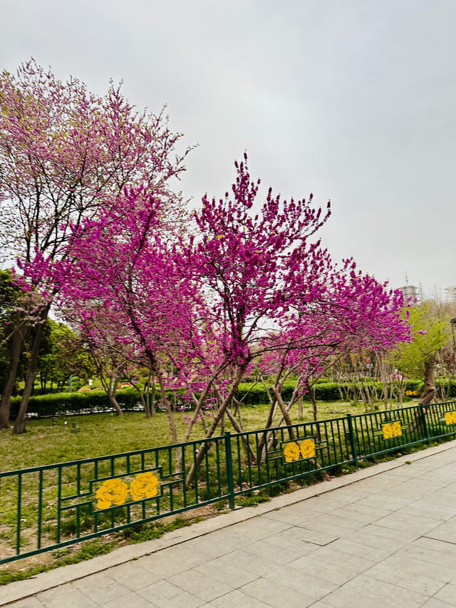 Pink Petals & Ancient Stones: Cherry Blossoms at Zhou Wangcheng Square