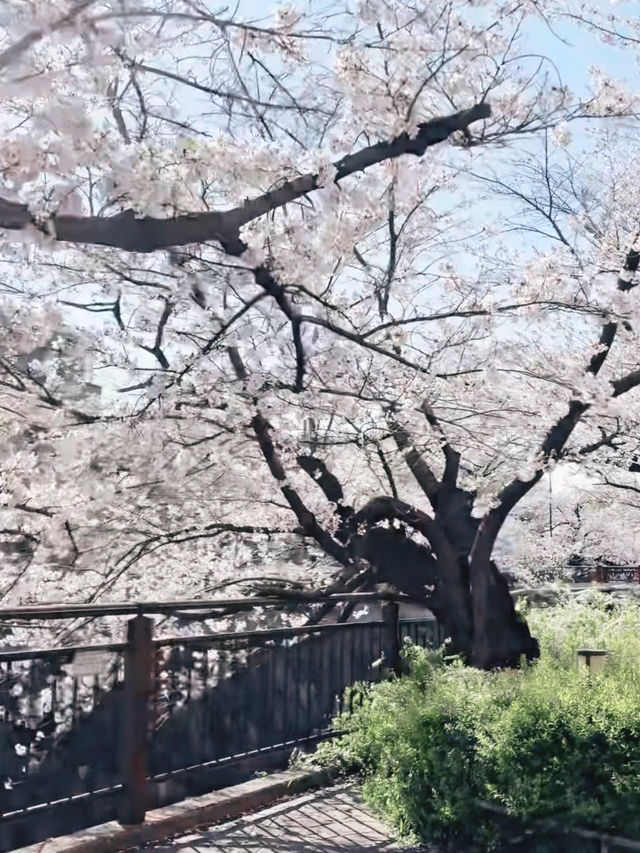Hidden Sakura Haven – Yamazakiyama Park’s Blooming Secret
