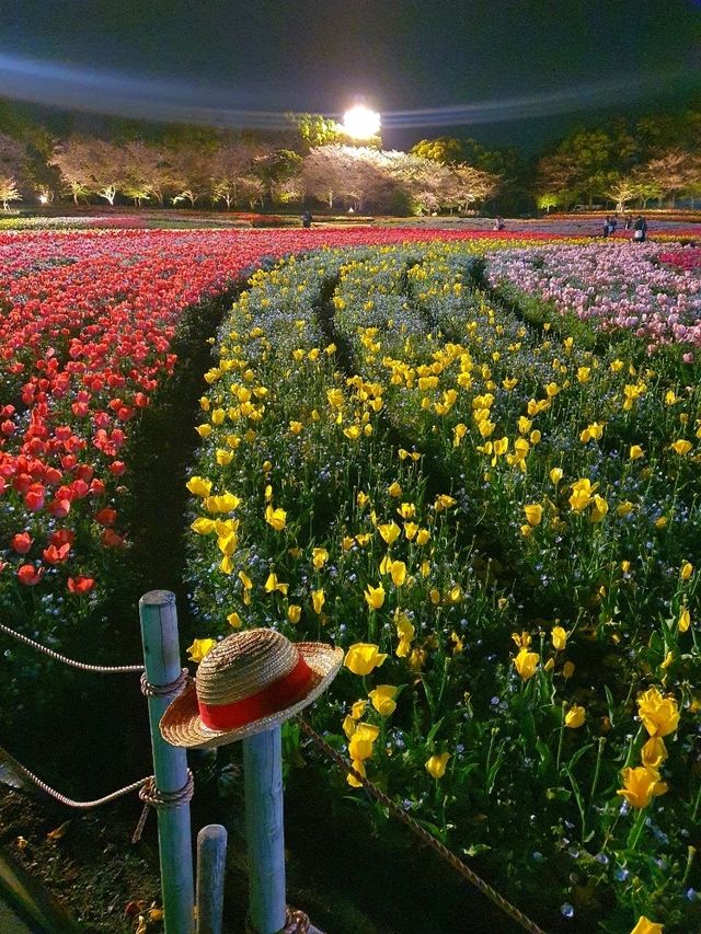 일본에서 빛나는 꽃구경🌷